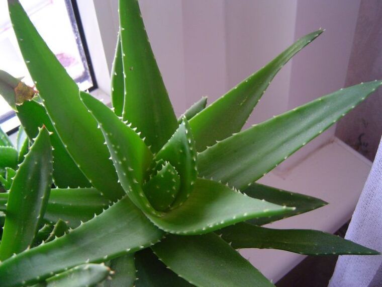 Aloe e Kalanchoe contra as verrugas